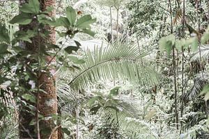 Une forêt tropicale pleine d'espoir sur DsDuppenPhotography