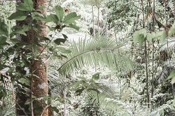 Tropischer Regenwald mit Hoffnung von DsDuppenPhotography