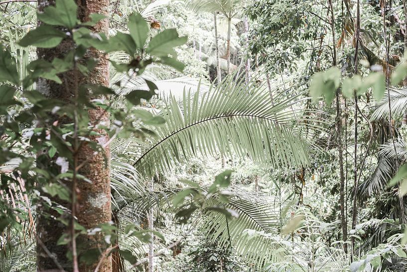 Tropical rainforest with hope by DsDuppenPhotography
