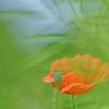 A poppy among the other vegetation by Eagle Wings Fotografie