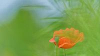 A poppy among the other vegetation by Eagle Wings Fotografie thumbnail