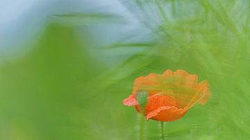 A poppy among the other vegetation by Eagle Wings Fotografie