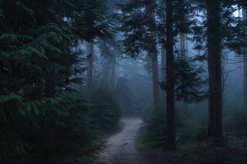 Mysterious forest path