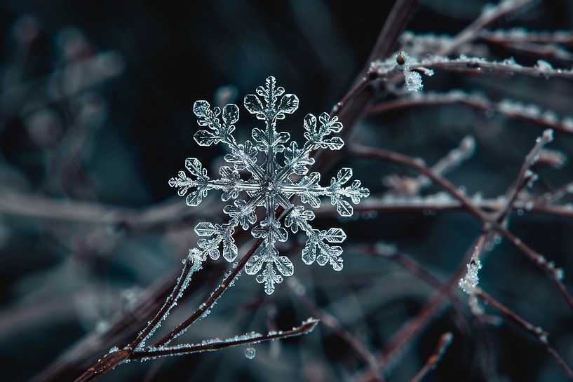 Photo macro détaillée d'un flocon de neige par Imperial Art House