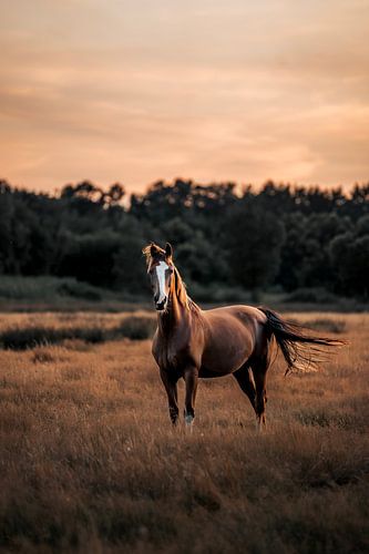 Cheval en liberté dans un pré doré au coucher du soleil sur Femke Ketelaar