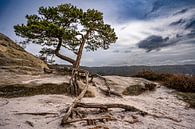 Imposing pine tree in Saxon Switzerland by Holger Spieker thumbnail