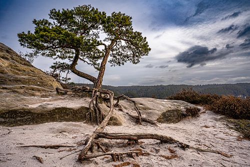 Imposante pijnboom in Saksisch Zwitserland