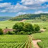 Wijngaarden in de Bourgogne  van Patricia Hofmeester