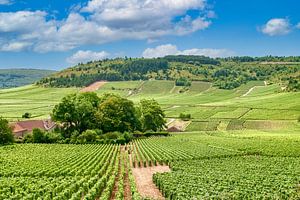 Weinberge in Burgund 
