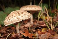 Paddenstoelen
