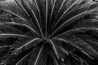 Palmboom