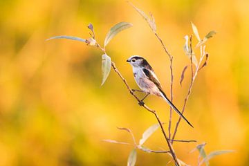 mésange à longue queue sur Danny Slijfer Natuurfotografie