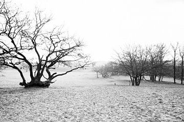 Zwart wit landschap van Stefanie de Boer
