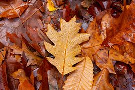 Herbsttropfen von D Art