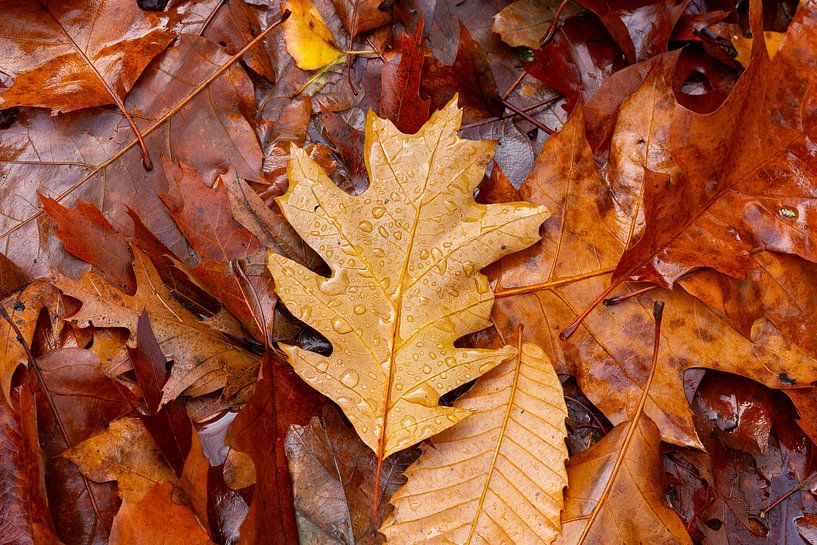 Herfstblad in warme kleuren met regendruppels van D Art