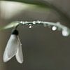 goutte à goutte sur un perce-neige sur hetty'sfotografie
