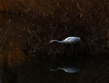 Sereniteit in riet van Dyan Gemser