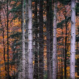 Couleurs d'automne sur Mario Creanza