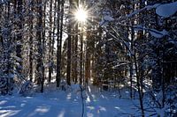 Zonlicht
