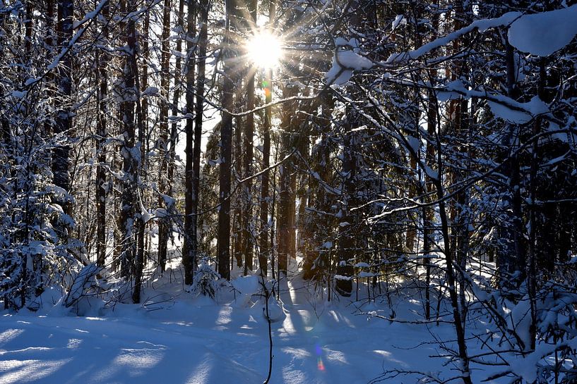 Sunlight by Christer Andersson