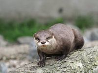 Aziatische klein klauw otter