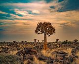Quiver tree at sunset in Namibia, Africa by Patrick Groß thumbnail