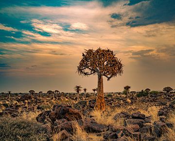 Köcherbaum bei Sonnenuntergang in Namibia, Afrika von Patrick Groß