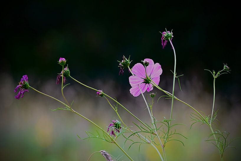 Florale Kunst von Frank Mossink