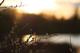 Goldene Stunde in dr Mariapeel