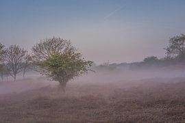 Landscape by Carla Eekels