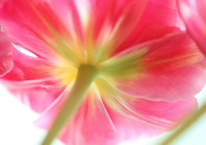 tulpe