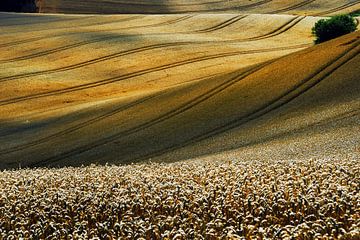 Wavy grain by Harrie Muis