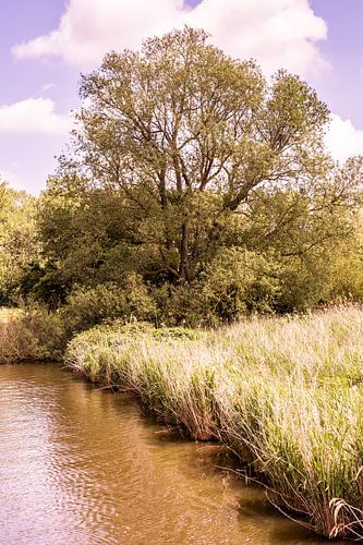 Lage Bergse Bos - Landscape no. 10