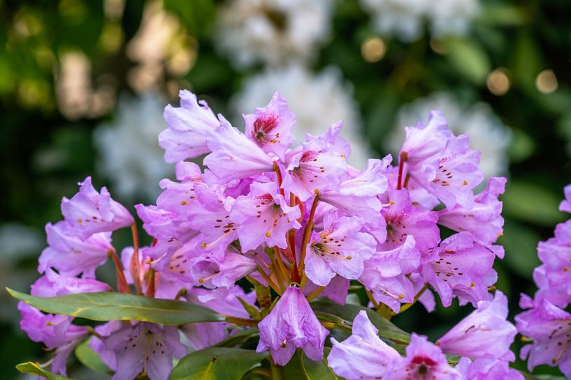 Pink Flowering Rhododendron Bush by ManfredFotos