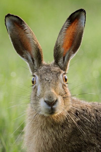 Feldhase *Lepus europaeus* mit großen Ohren und erstauntem Blick par wunderbare Erde