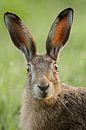 Feldhase *Lepus europaeus* mit großen Ohren und erstauntem Blick par wunderbare Erde Aperçu