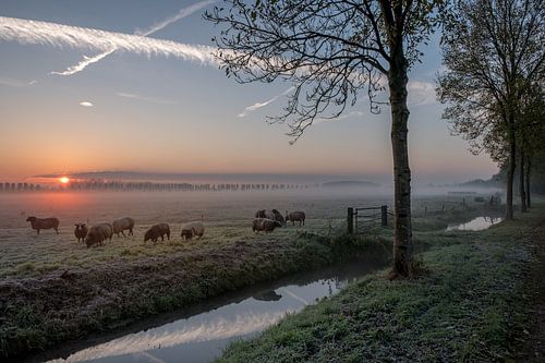 Schapen zonsopkomst bij Ommeren