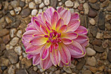 Dahlia solitaire sur Dirk Herdramm