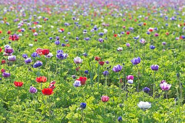 Veld vol anemonen van Barbara Brolsma