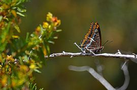 Pasja Vlinder by Hilda van Welzen