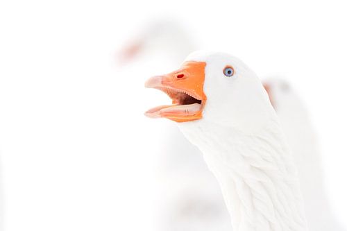 Gans die een aardig woordje wilde meepraten.