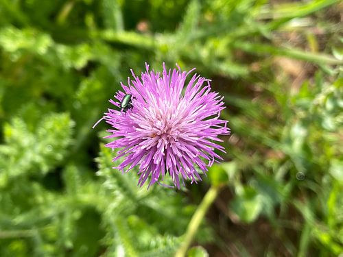 Violet Wild Flower