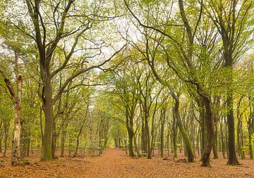 Speulder- en Sprielderbos (Nederland) van Marcel Kerdijk