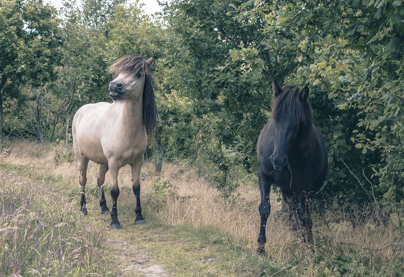 Wilde Paarden  van Melvin Fotografie