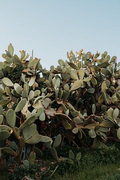 Italië | Puglia | Bari | Cactus van Iris van Tricht