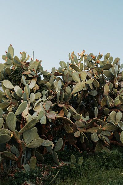 Italie | Puglia | Bari | Cactus par Iris van Tricht