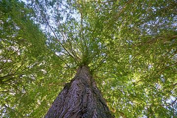 Séquoia d'aube Glyptostrboides 7007032325 photographe Fred Roest sur Fred Roest