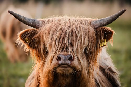 Bœuf des hautes terres