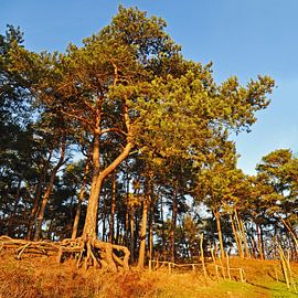 Stand Firm by georgfotoart