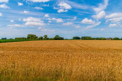 Getreidefeld im Vollsommer